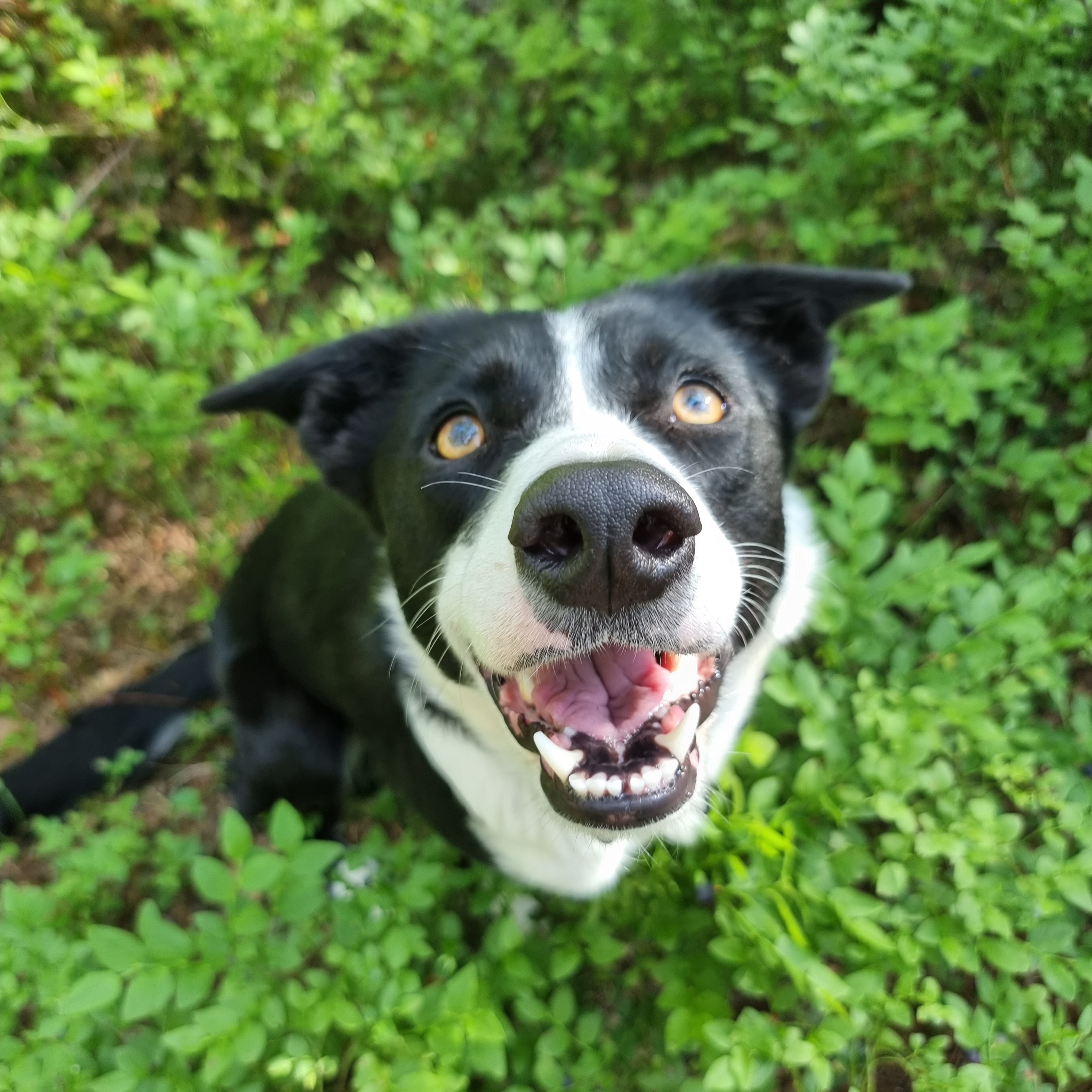 Åska the Border Collie